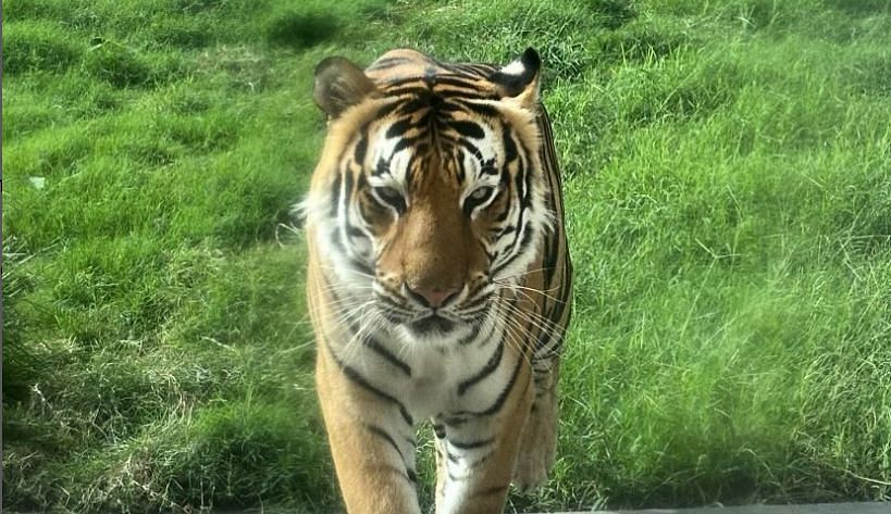 LSU&#039;s Tiger Mike (@mikethetiger_lsu on Instagram)