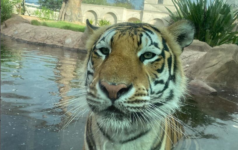 Mike the Tiger (@mikethetiger_lsu on Instagram)