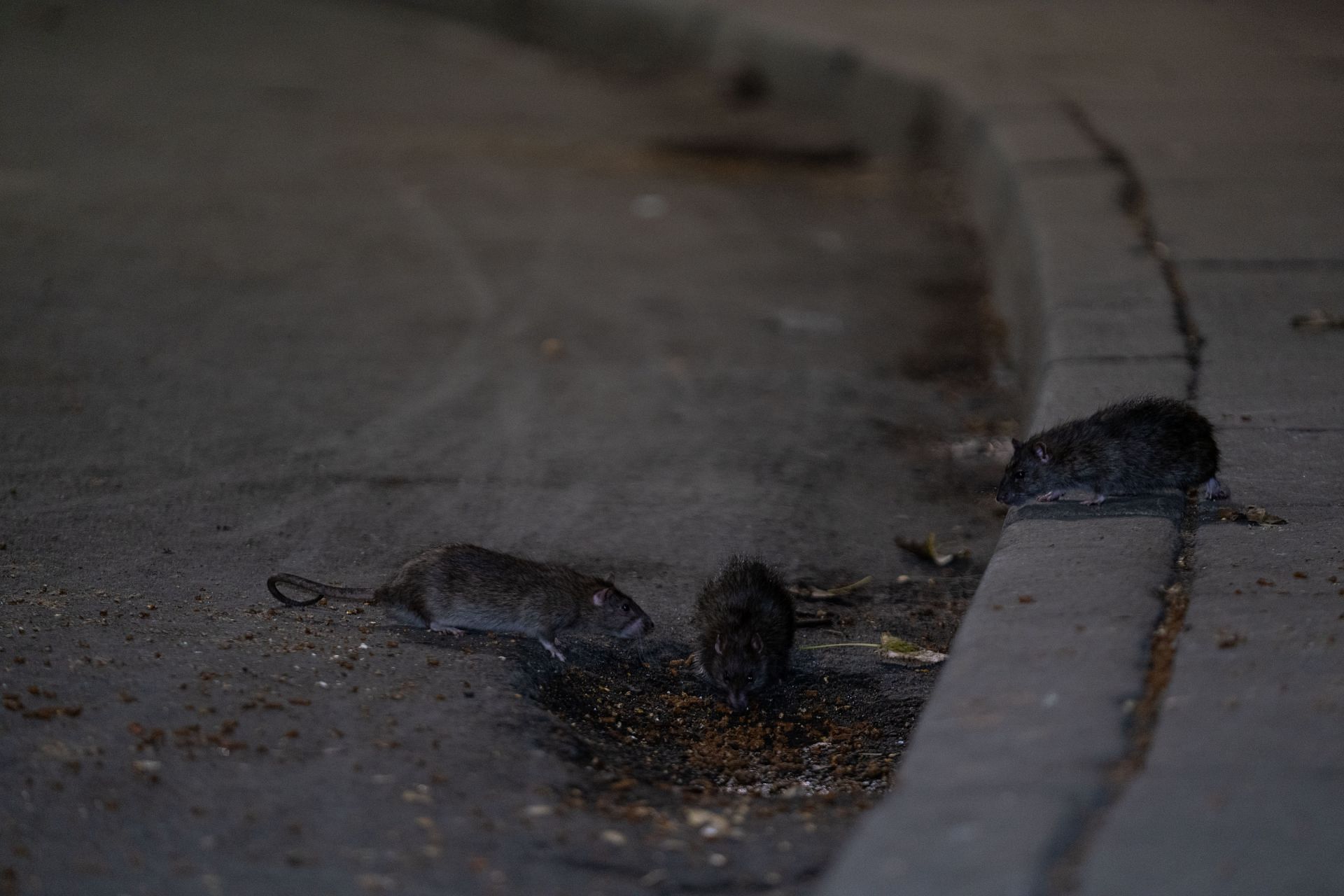 NYC Rat Sightings Higher Than Ever Before - Source: Getty