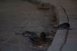 "While some women are losing access" — Netizens react as NYC City Council approves bill to use rat birth control to reduce infestation