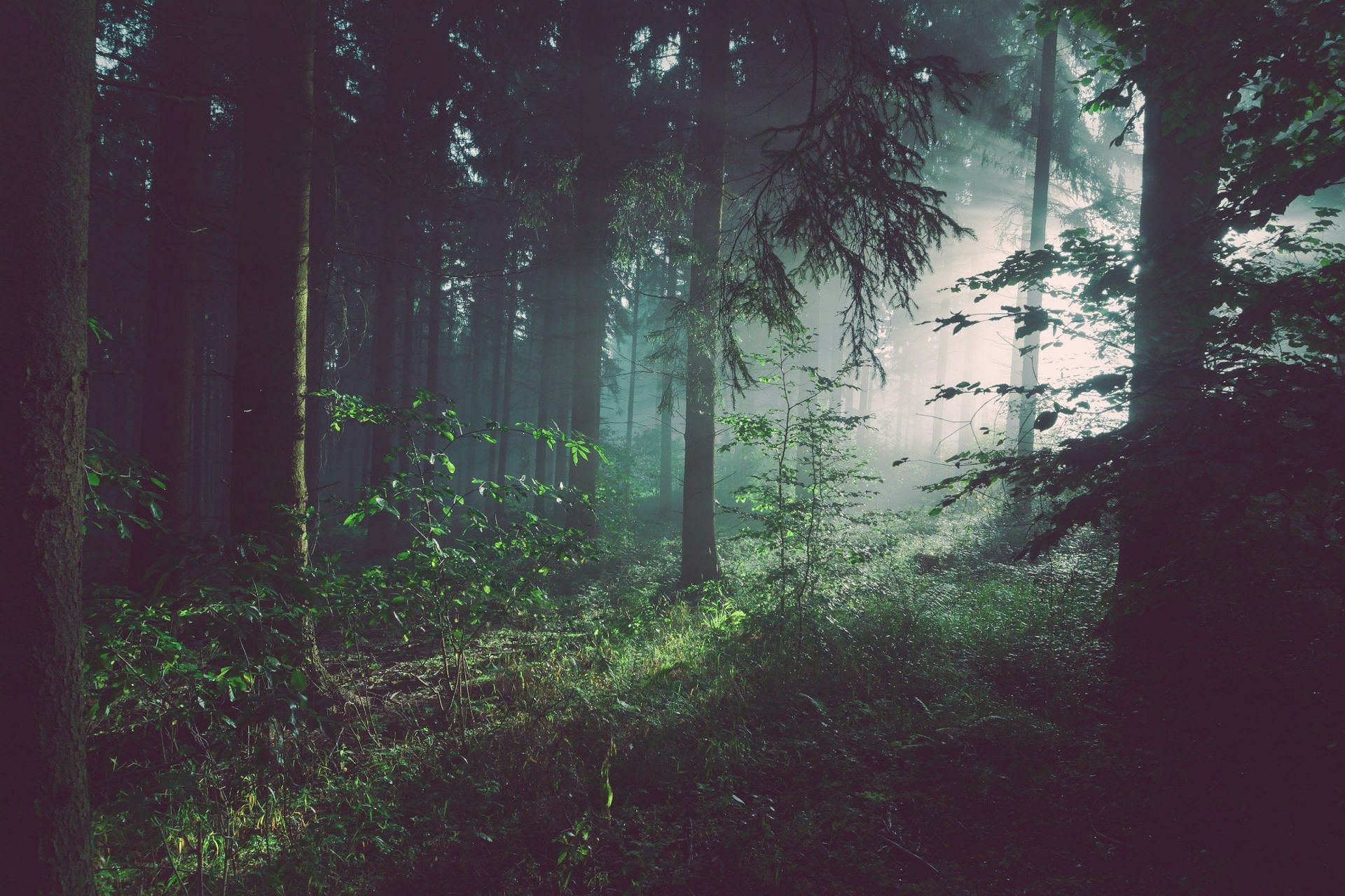 Forest (Image sourced from Unsplash)