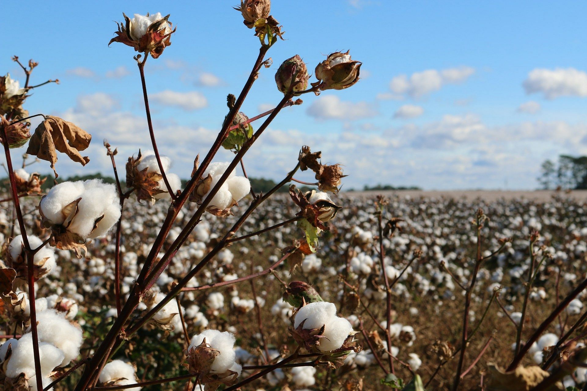 A representative image of a cotton plantation. (Image via Unsplash)