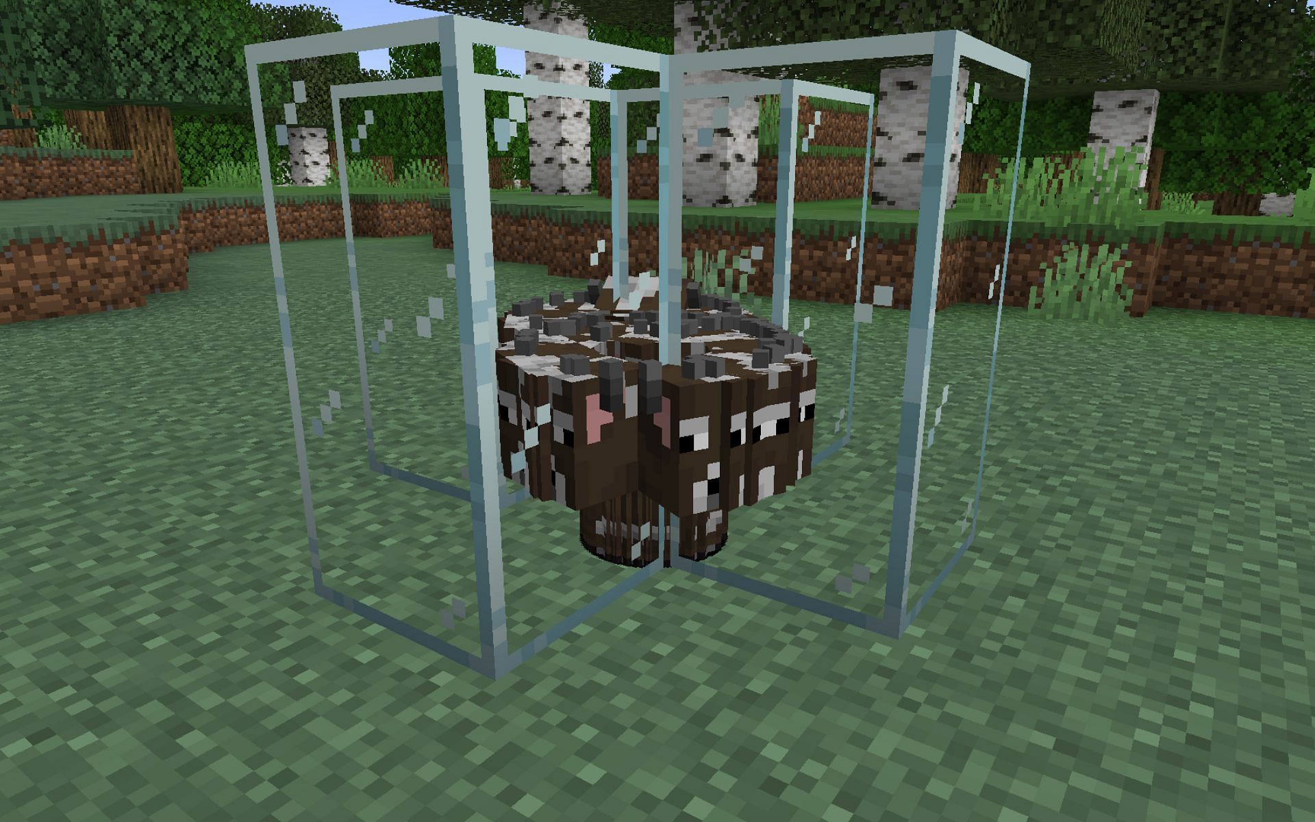 Cow crusher farm through entity cramming technique (Image via Mojang Studios)