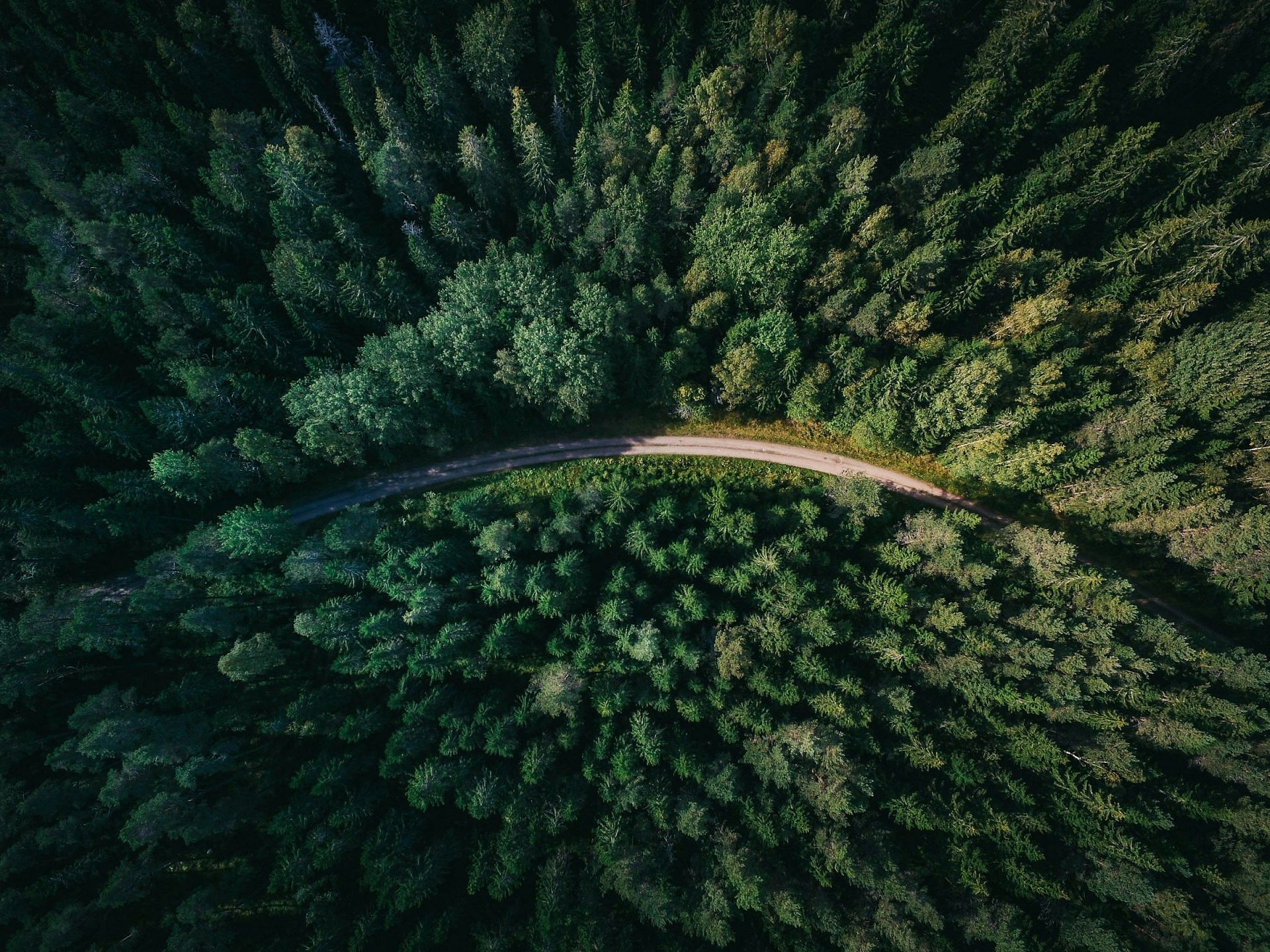 Forest (Image sourced from Unsplash)