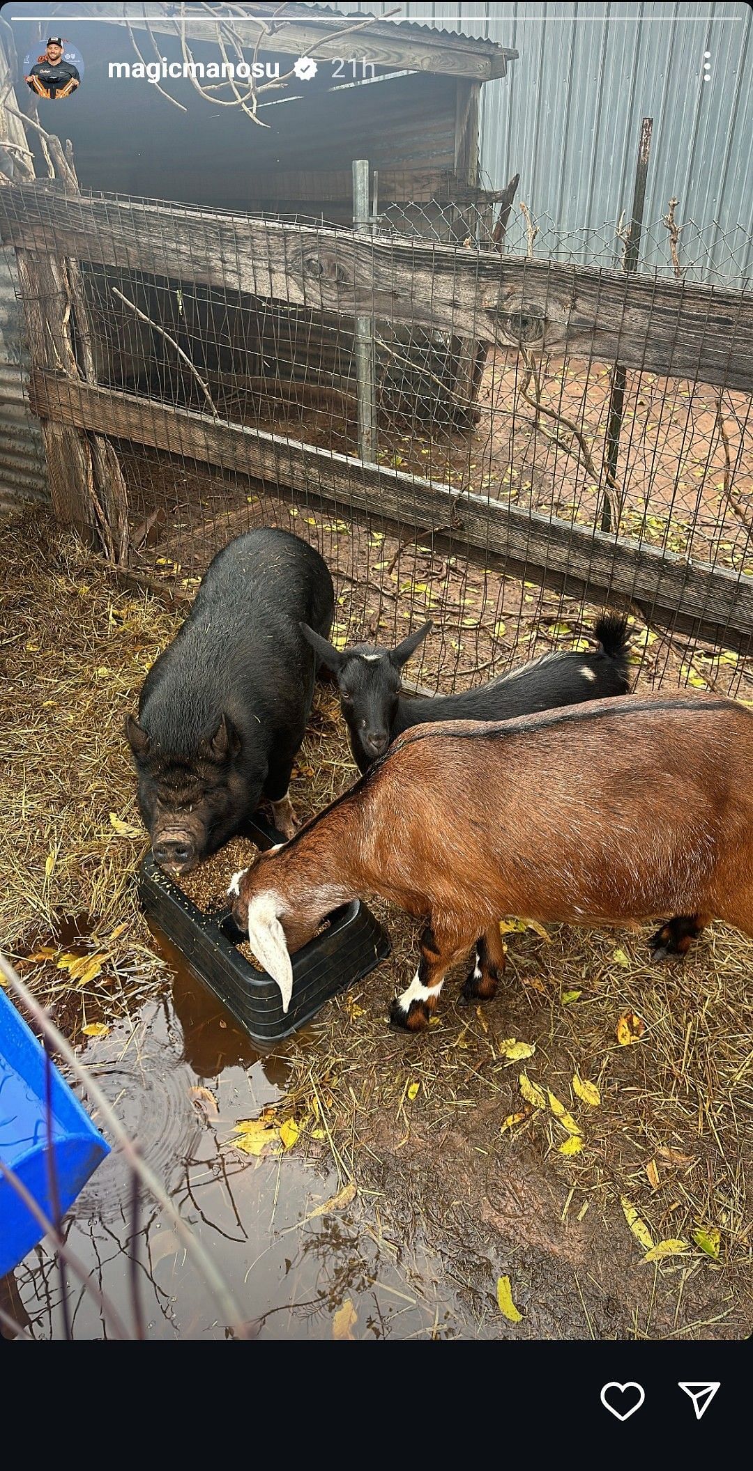 Taylor shares a glimpse of his farm animals (Image via David Taylor&#039;s Instagram story)