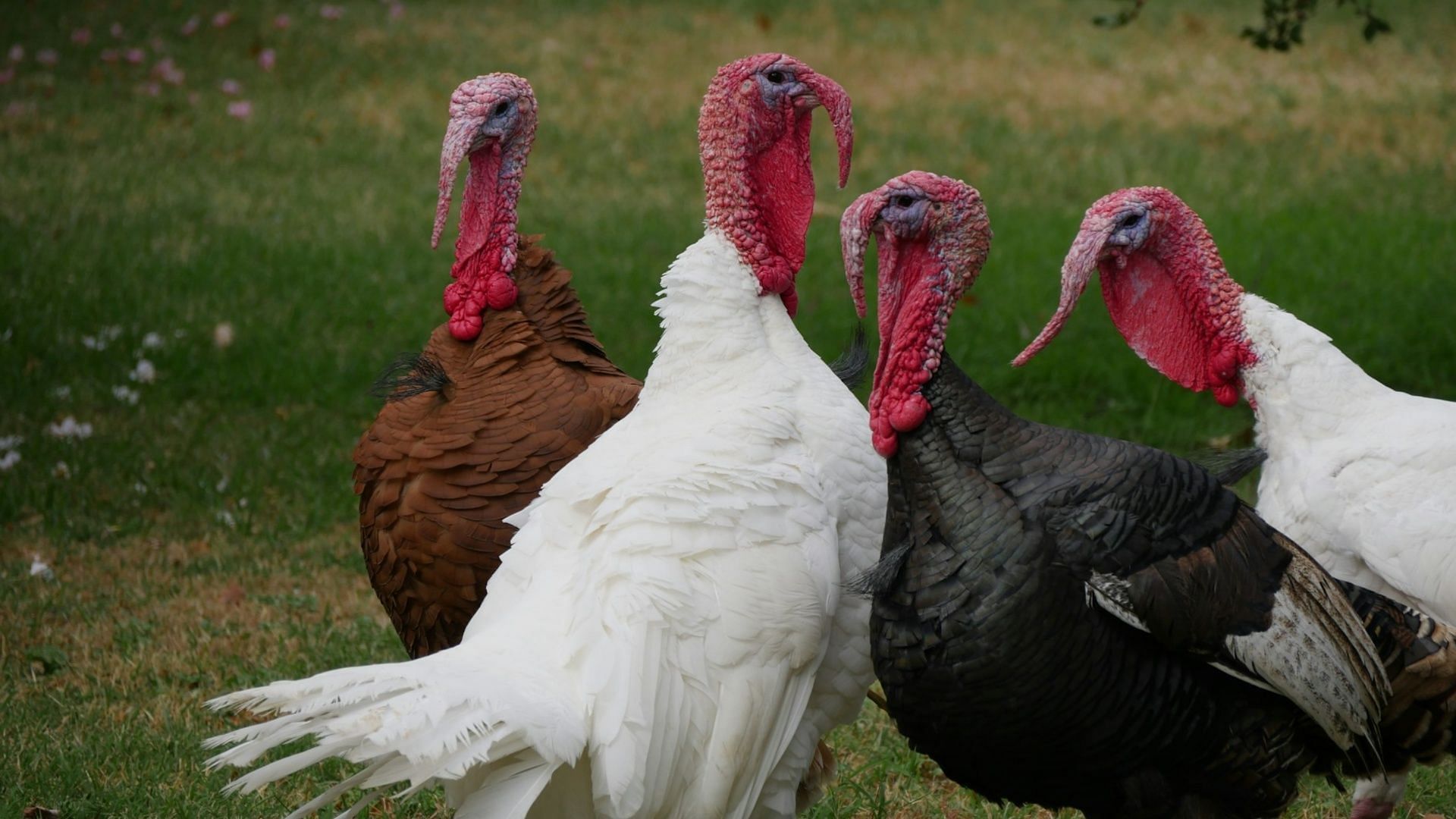 A flock of turkeys in a farm. (Image via Unsplash)