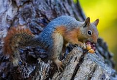 Do squirrels carry rabies? Reasoning behind euthanizing Peanut the Squirrel sparks outrage online