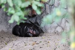 ⁠"Not this trump supporter" - Netizens react as famed baby hippo Moo Deng drops her first single in four languages