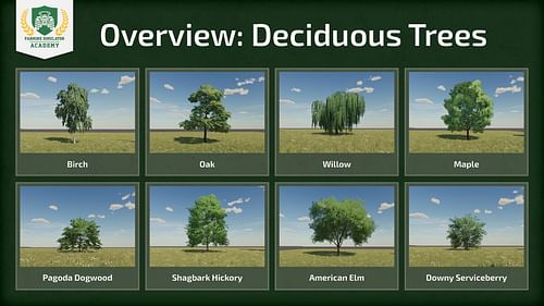 There are currently eight deciduous tree types in Farming Simulator 25 (Image via Giants Software)