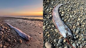 What does a “doomsday fish” symbolize? Omen washes ashore in Southern California in the third spotting of the year