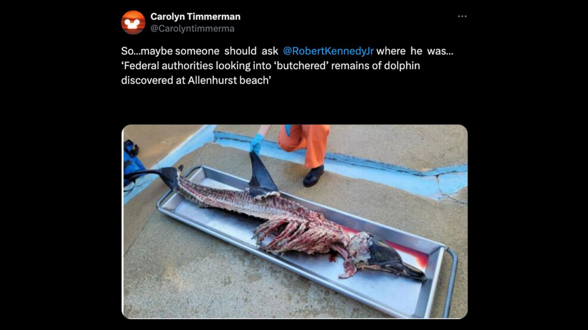 A butchered dolphin found in New Jersey (Image via X/@Carolyntimmerma)