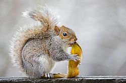 Who is Mark Longo? NY man's petition to return internet sensation Peanut the Squirrel to his home gains mass support