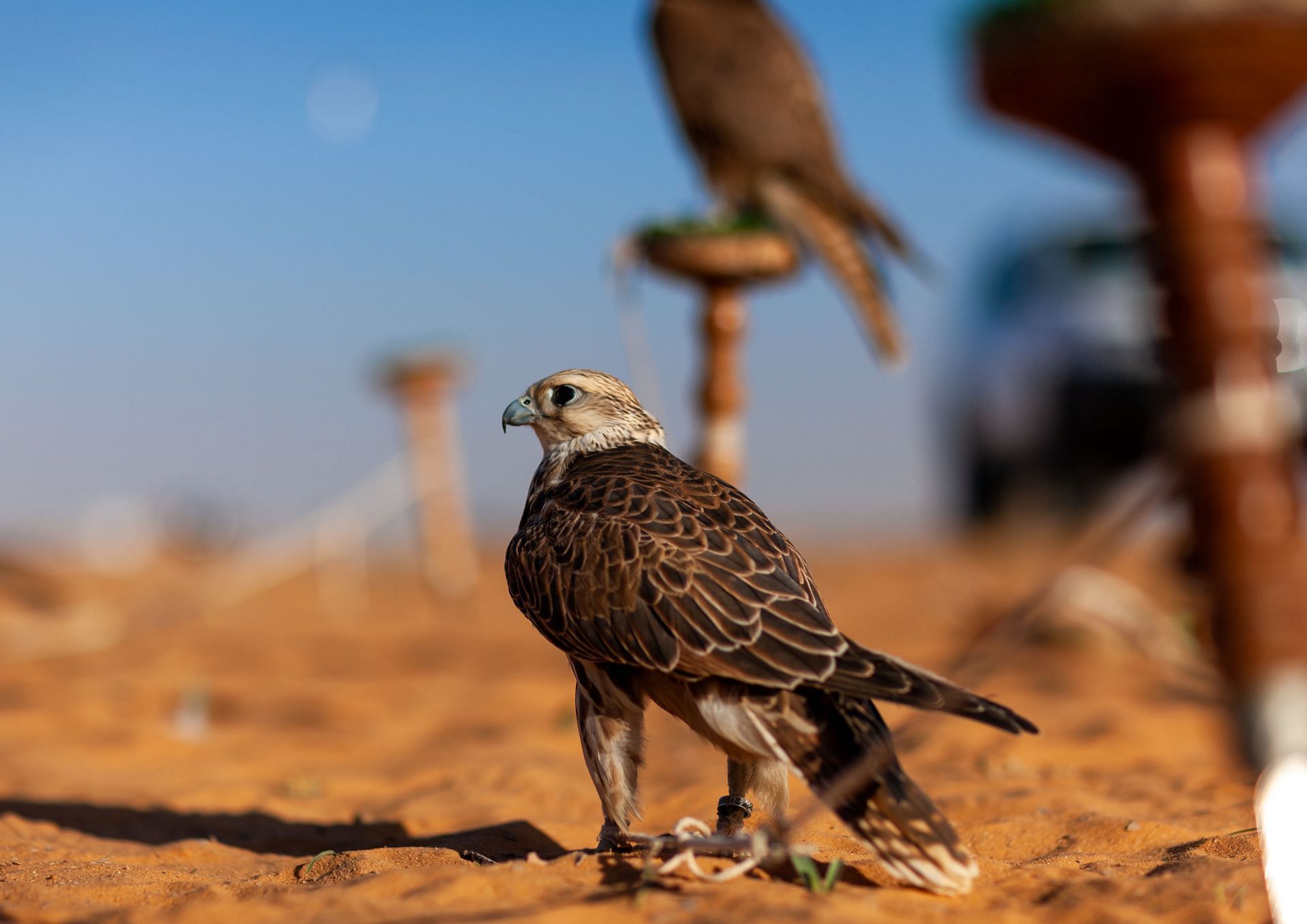 The &quot;Falcon Father&quot; recently died (Image via Eric Lafforgue/Art In All Of Us/Corbis via Getty Images)