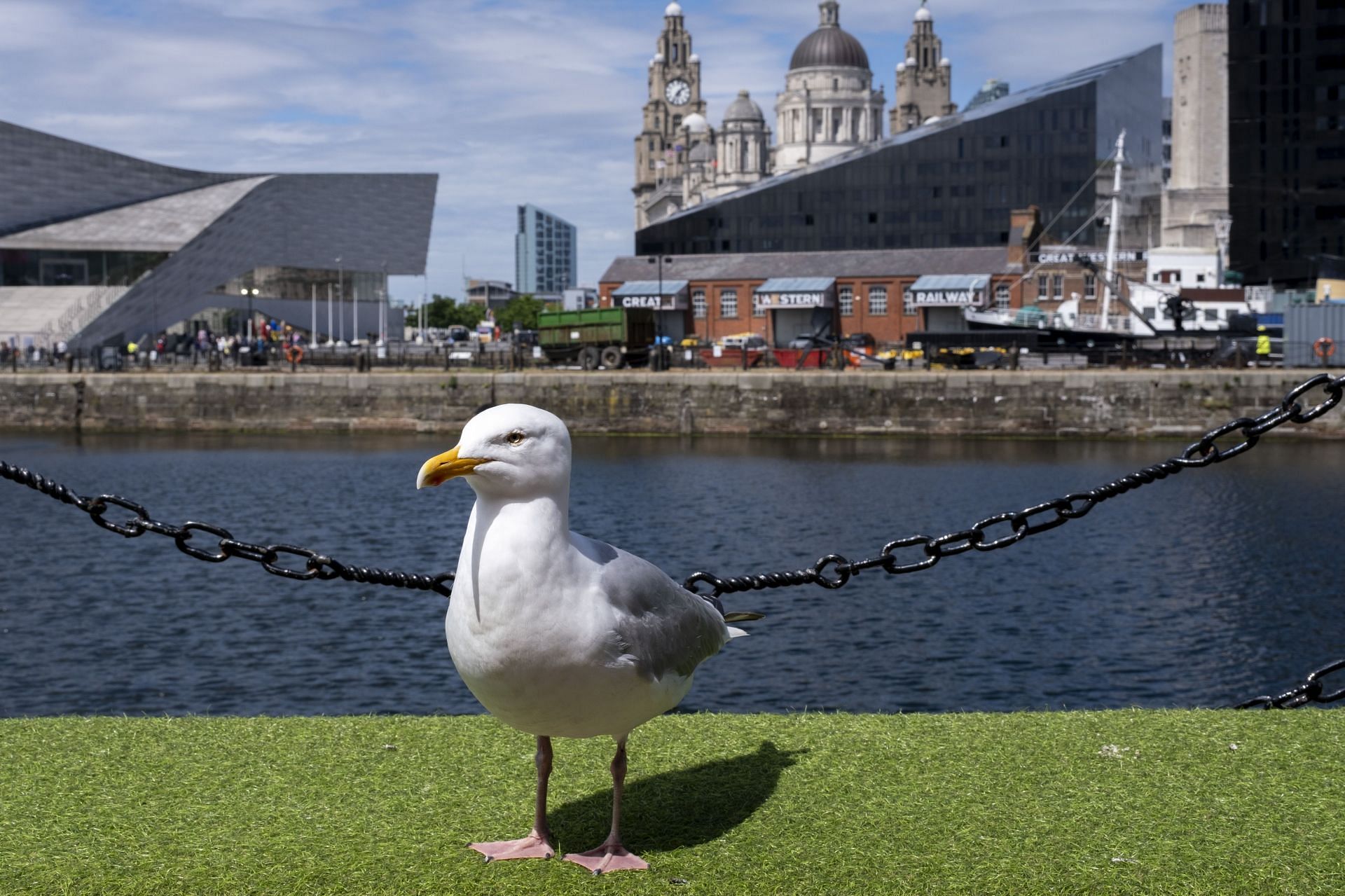 Seagul Stalking For Food In Liverpool (Image via Getty)