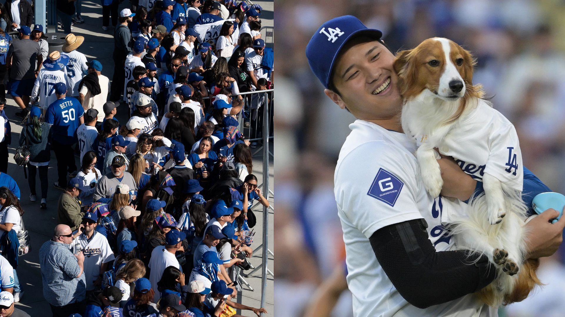 Shohei Ohtani and his dog Decoy steal the show during the World Series Parade (Photo Source: IMAGN)