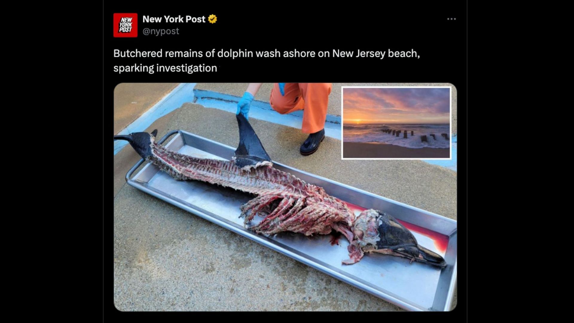 A butchered dolphin found (Image via X/@nypost)