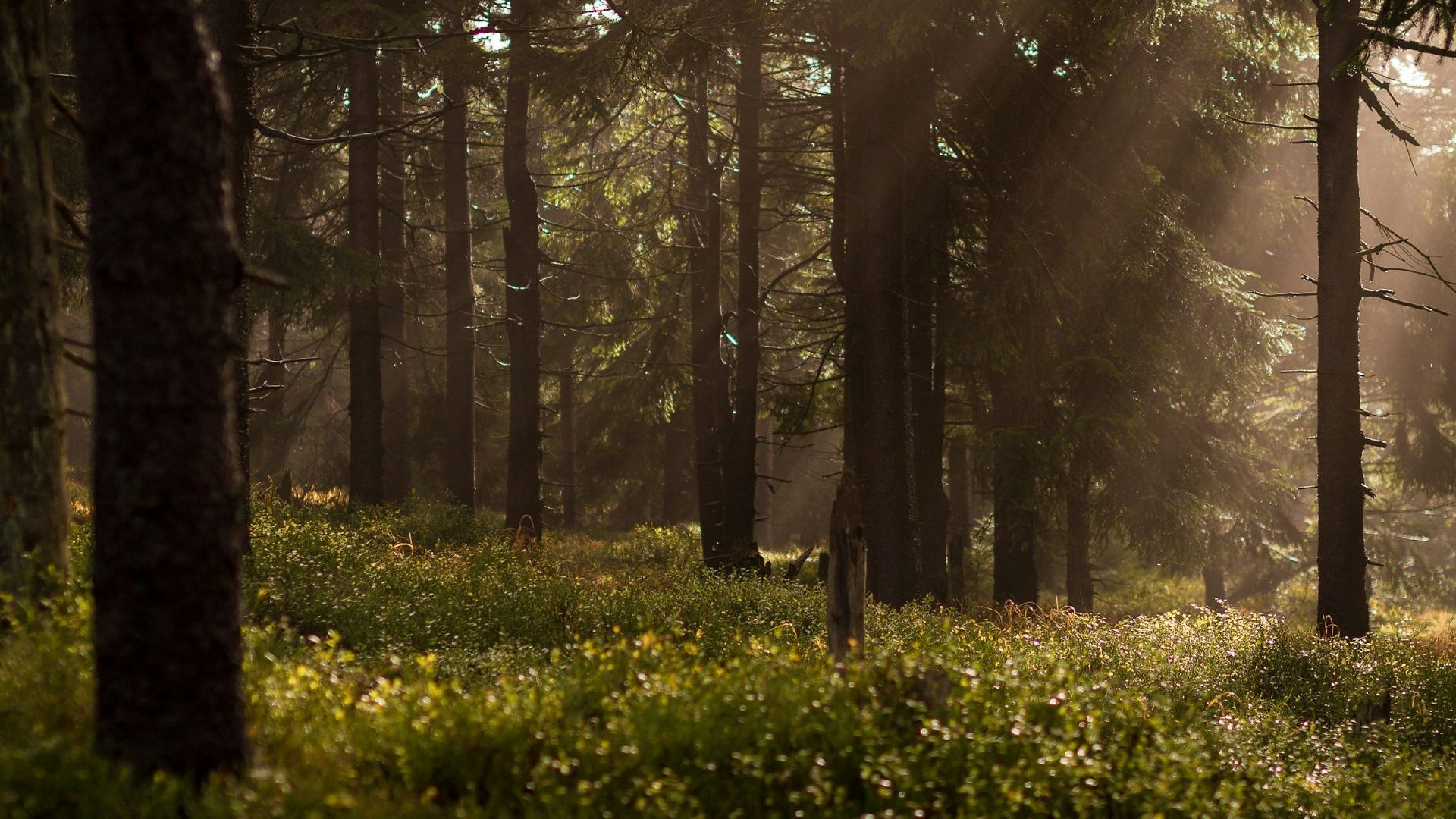 Forest (Image sourced from Unsplash)