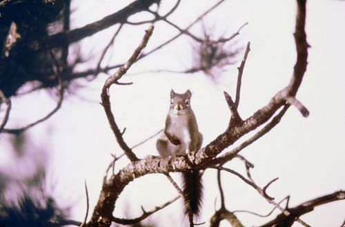 The squirrel had mass followers (Image via Smith Collection/Gado/Getty Images)