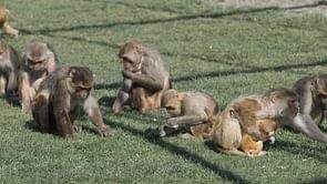 "We literally got Planet of the Apes irl before GTA 6" — Internet reacts to 43 monkeys escaping from South Carolina research facility