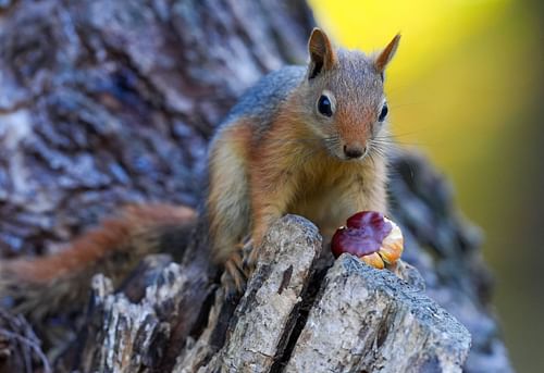 Peanut the Squirrel has been taken away (Image via Emin Sansar/Anadolu via Getty Images)