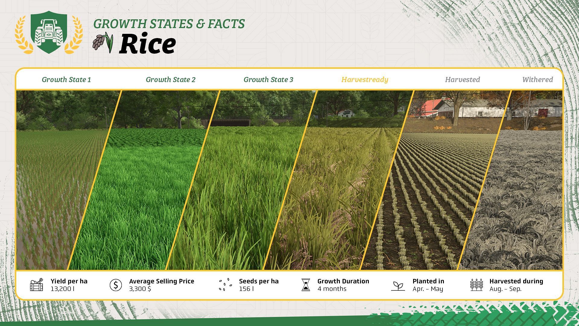 Rice in Farming Simulator 25 (Image via Giants Software)