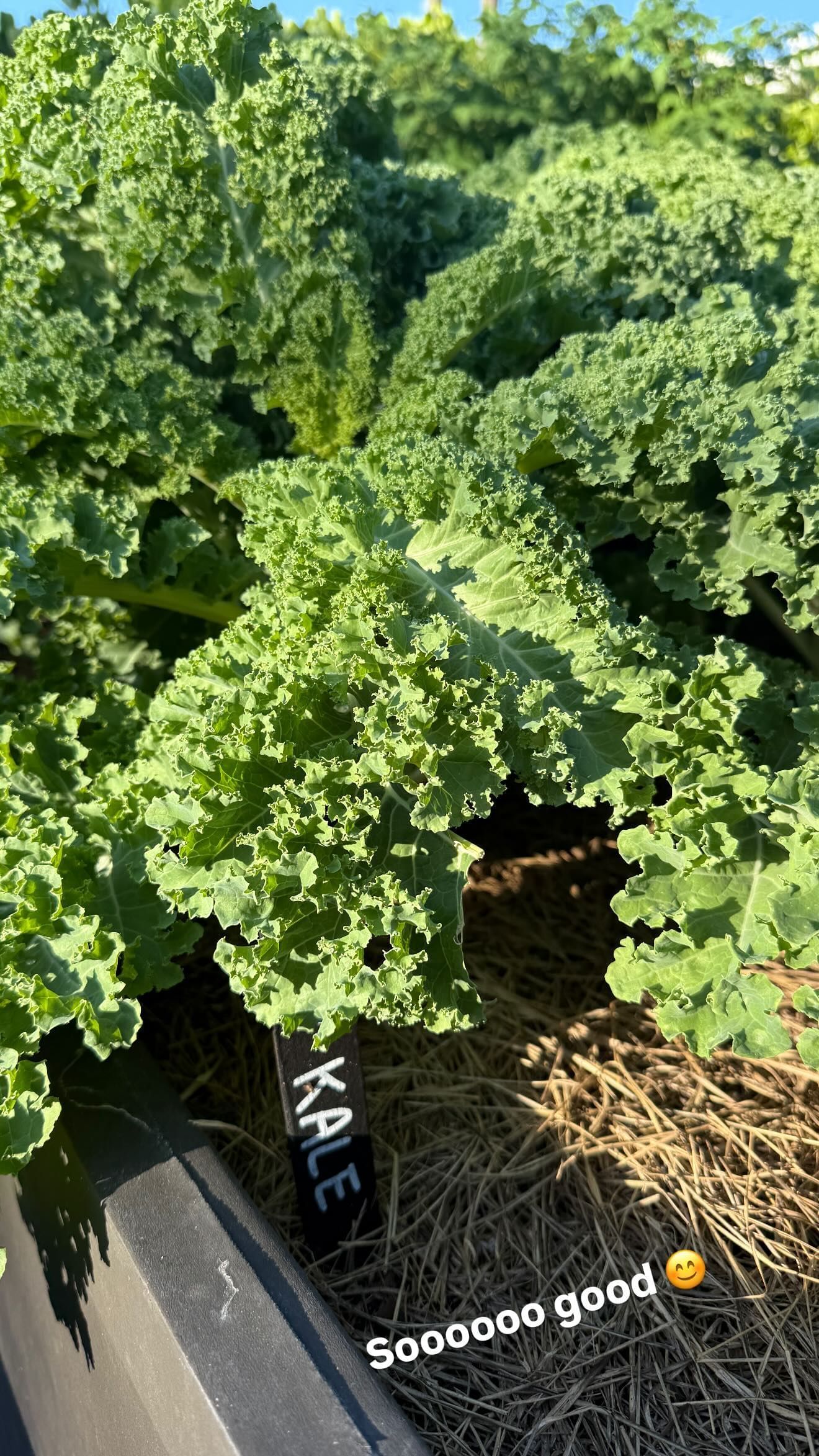 Kale at Brady&#039;s garden