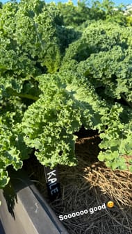 Kale at Brady's garden