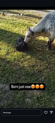 Julia Lemigova's Instagram Story (Image: Instagram @julialemigova)