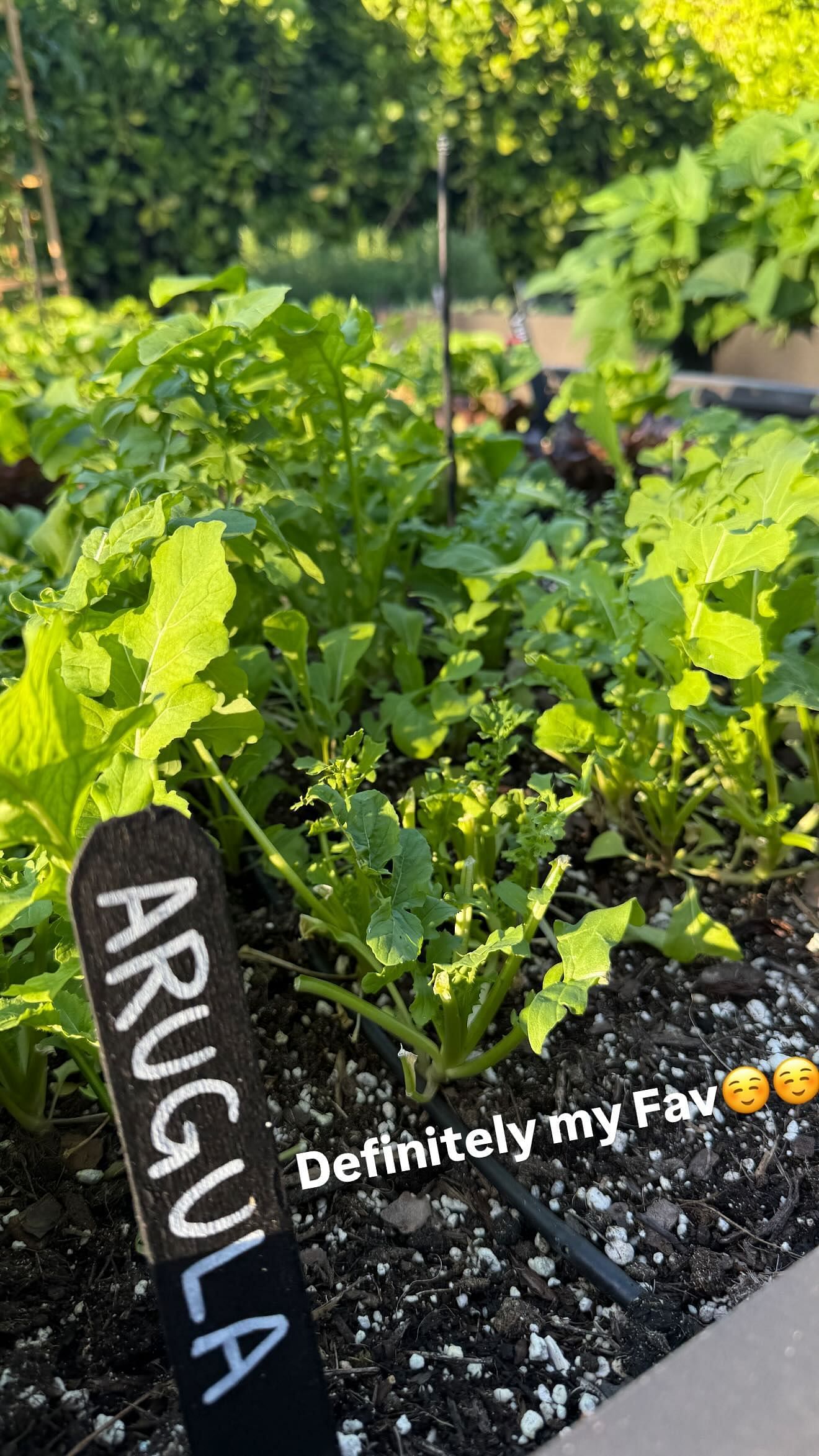 Arugula at Brady&#039;s garden