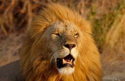 Are Lions running loose in Detroit? Viral video debunked