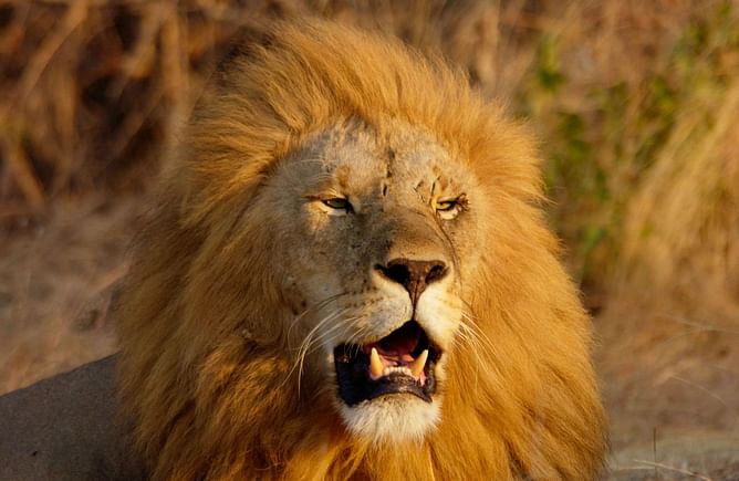 Are Lions running loose in Detroit? Viral video debunked