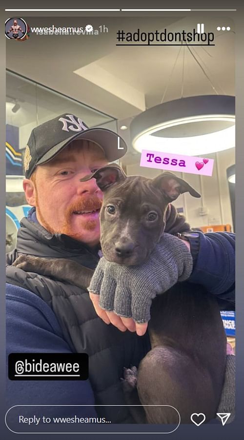 Sheamus has a new addition to his family [Screenshot of Sheamus' IG story]