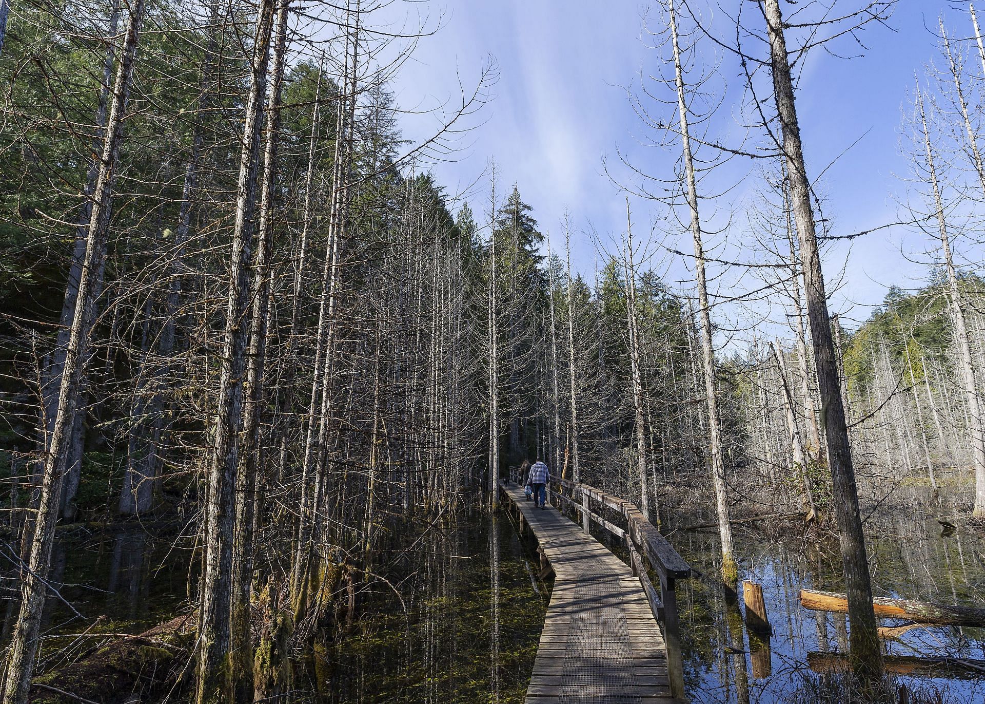 Local Forests in British Columbia (Images via Getty)