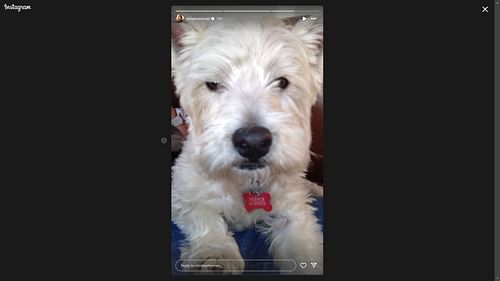 Christian Horner posts a picture of his pet terrier dog named Bernie Horner (Image via Instagram/christianhorner)