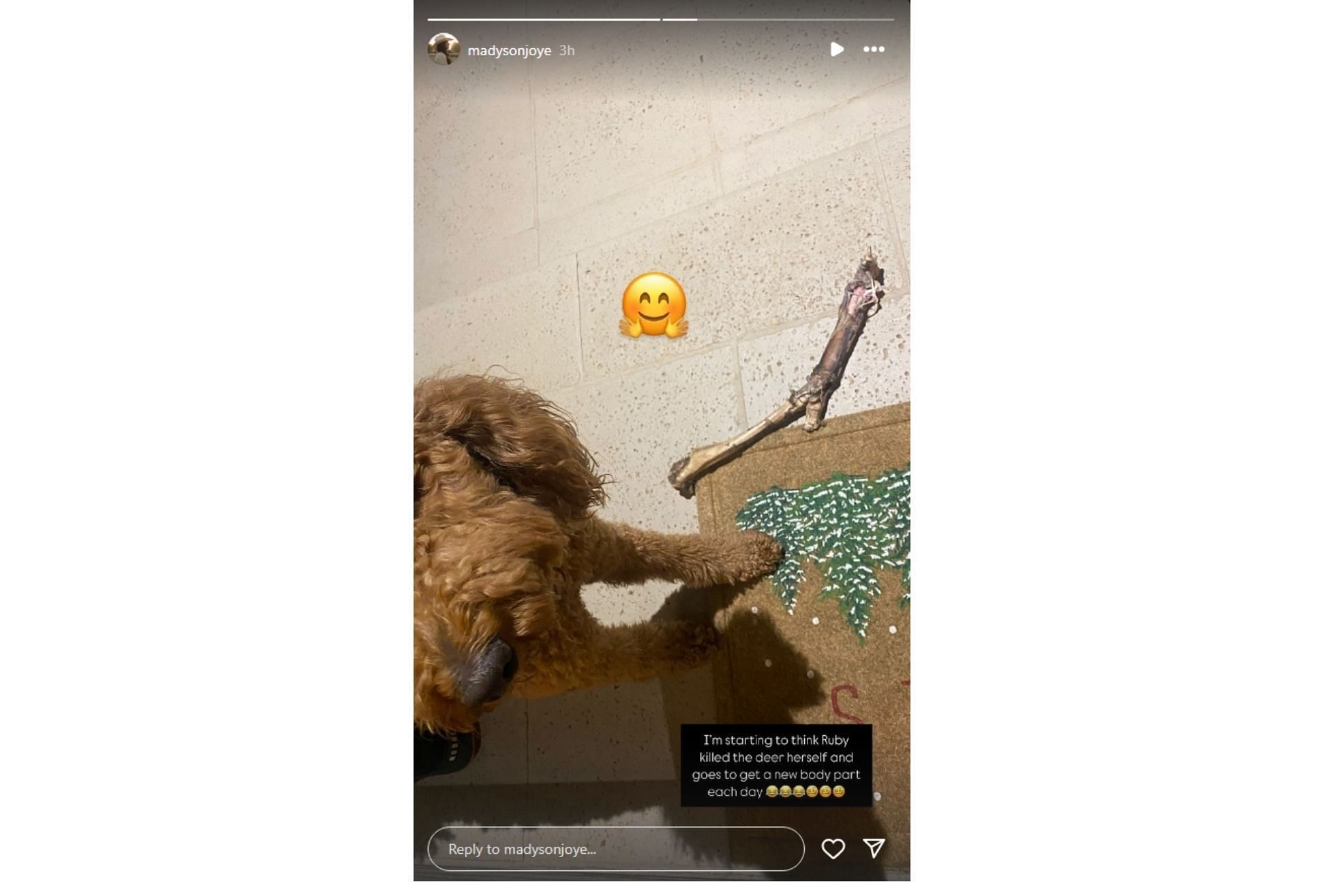 Madyson Joye shares her and Ricky Stenhouse Jr&#039;s dogs&#039; shenanigans on Instagram (@madysonjoye on IG)