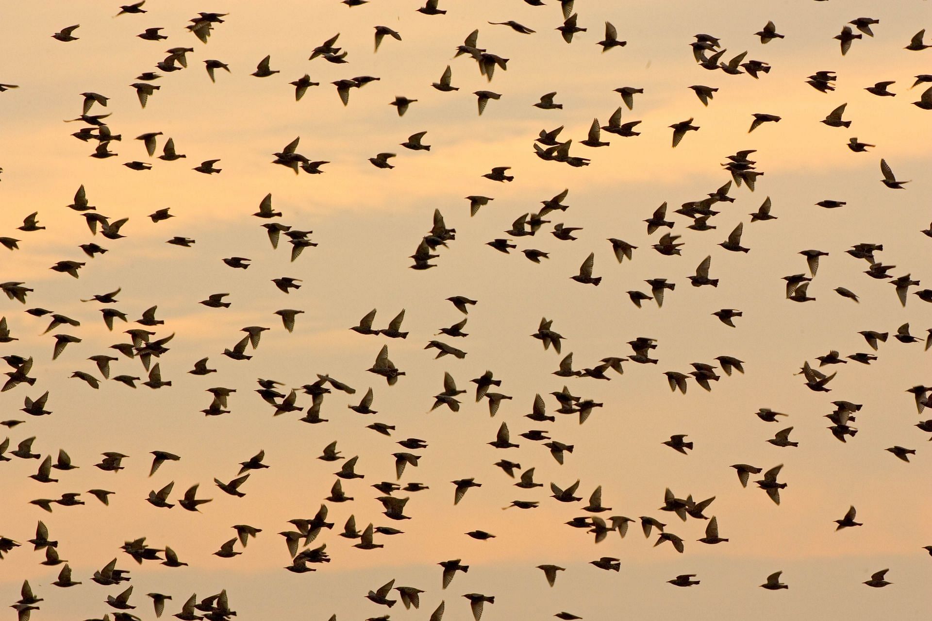 Starling Birds, England, UK - Source: Getty