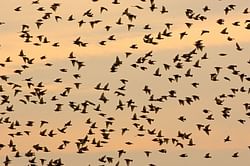 "Do they not do this every late fall?"- Netizens react to New Jersey residents reporting unusual bird migration patterns after alleged drone sighting