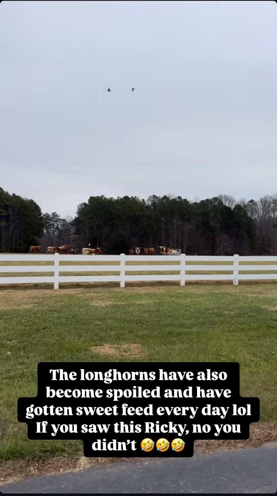 Madyson Joye spoiling the longhorn cows at the ranch (Source: @madysonjoye via Instagram)