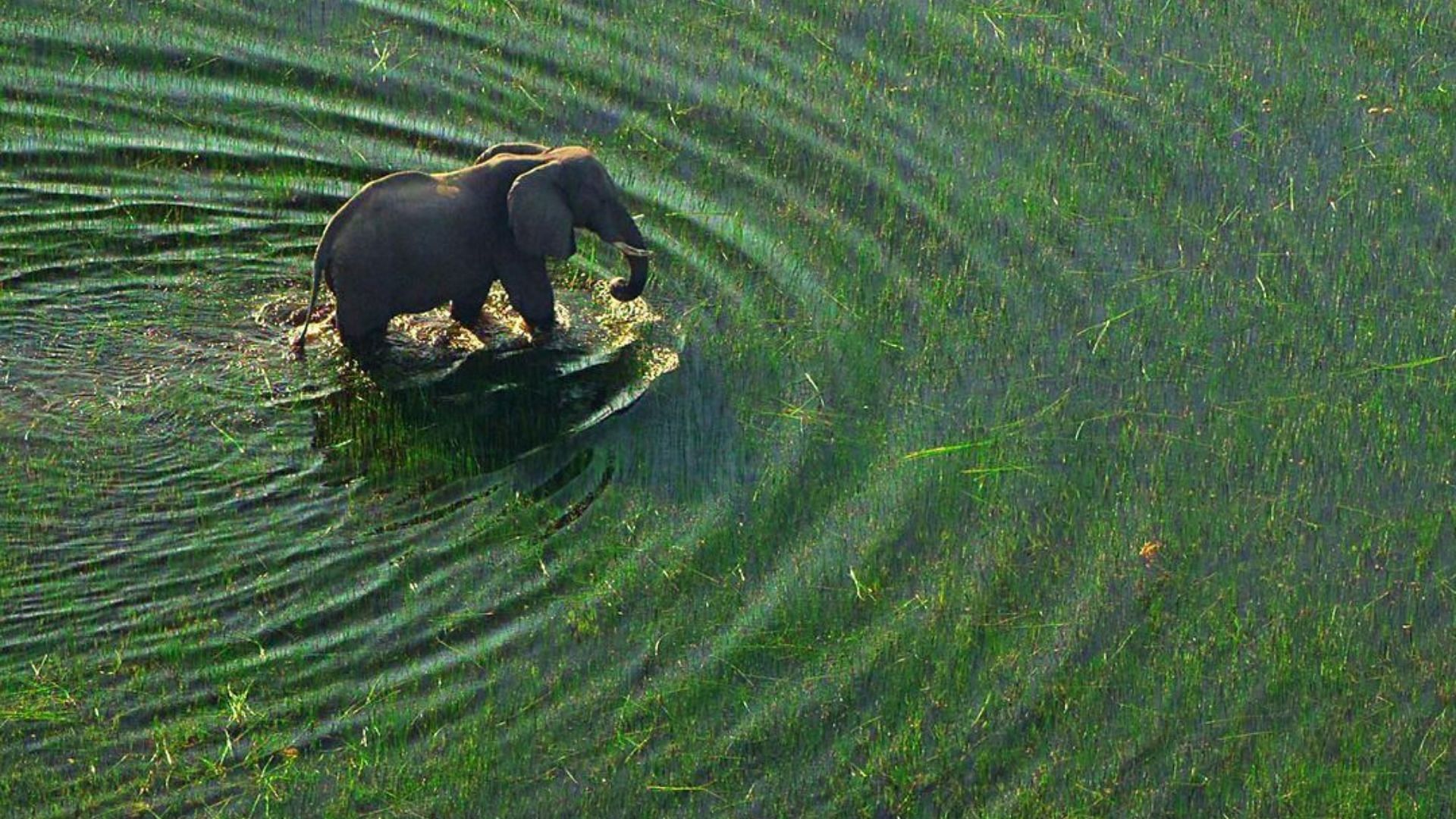 Our Planet (Image via Instagram/@ourplanet)