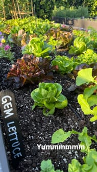 Gem lettuce at Brady's garden