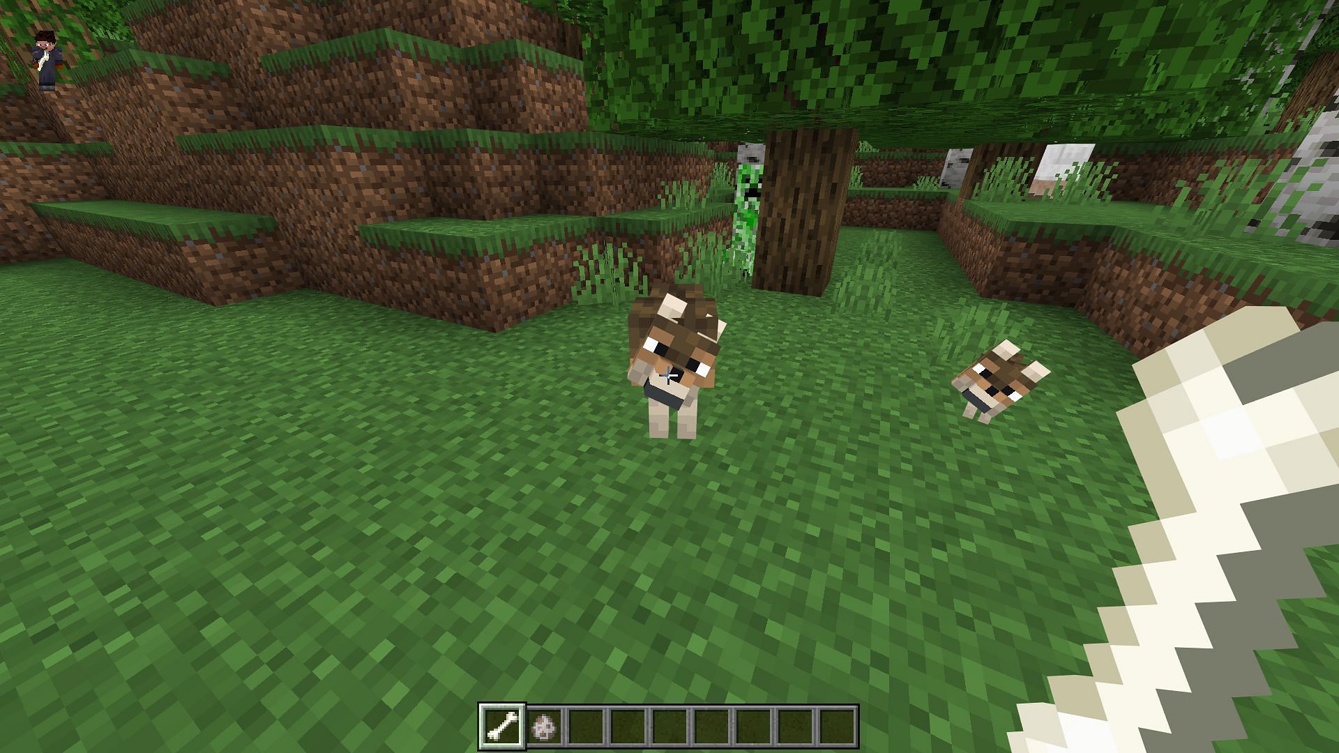 Wolves can be tamed by feeding them bones (Image via Mojang Studios)