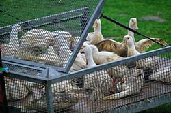 "We can’t afford another pandemic PLEASE NO" — Netizens react to California declaring a state of emergency over bird flu