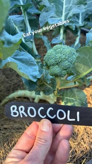 Broccoli at Brady's Garden