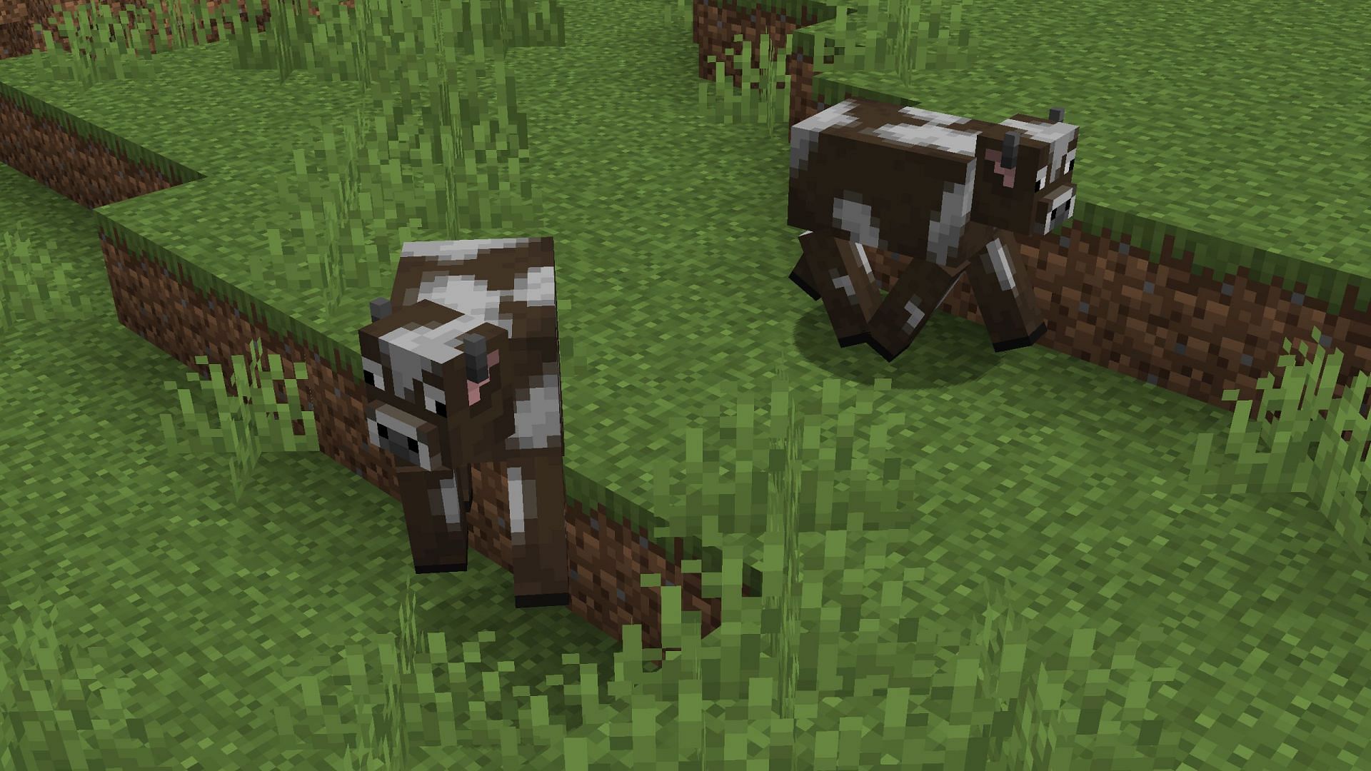 Temperate or regular cows will spawn all the other biomes in which new variants do not (Image via Mojang Studios)