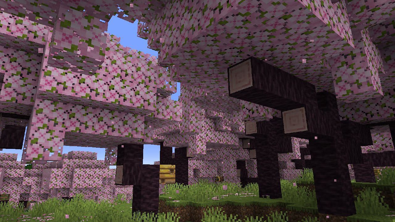 The cherry blossom biome in the game (Image via Mojang Studios)