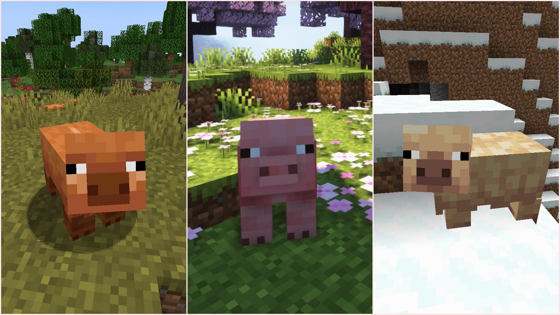 Different variants of pigs can be found depending on the biome (Image via Mojang Studios)