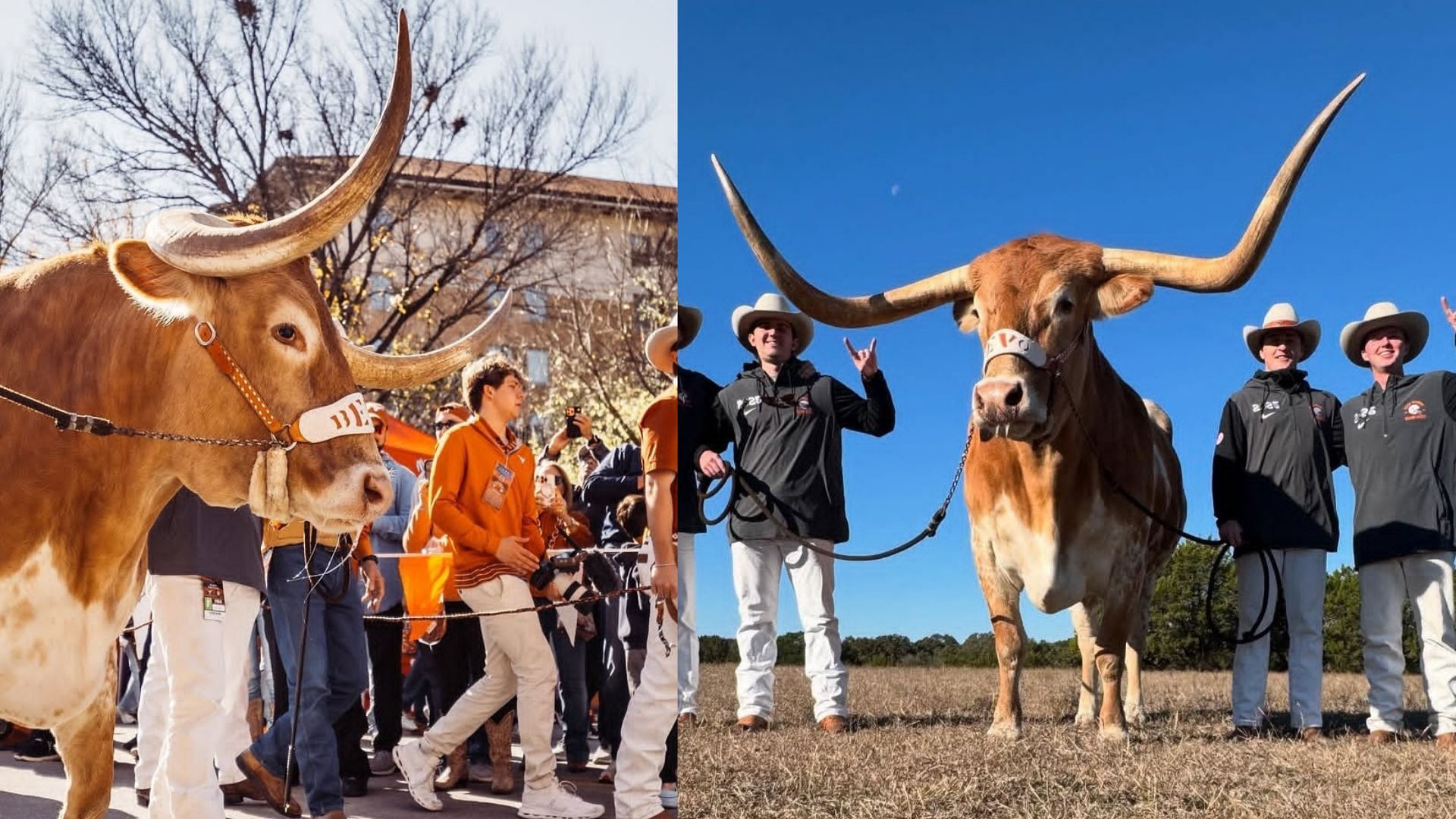 Picture Sources: texasmascot (Instagram)