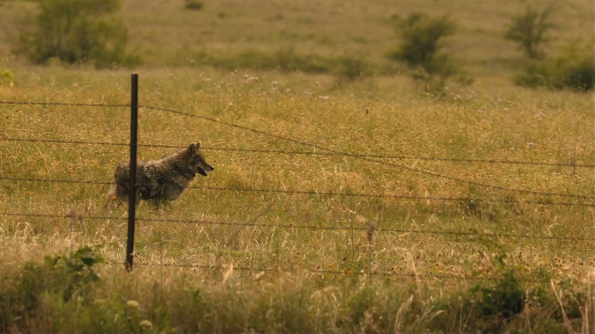 The Wolf from Landman season 1 episode 9 WolfCamp ( Image via Paramount+)