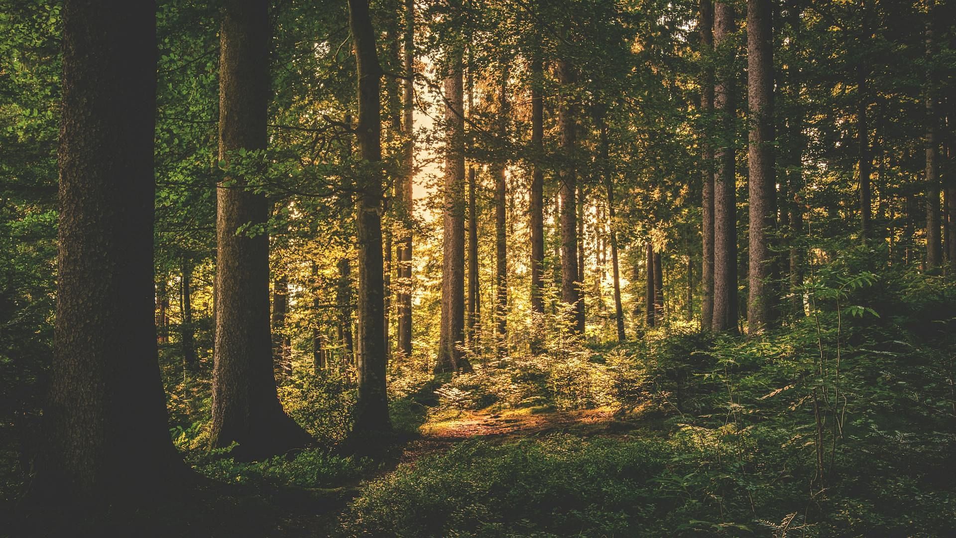 John Ackroyd raped his wife in the woods (Image via Pexels)