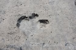"We’re getting Jurassic Park irl" — Internet reacts to hundreds of dinosaur footprints discovered in a UK quarry